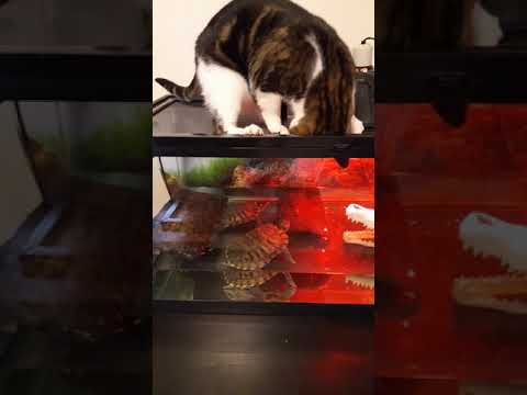 Cat always bothering the turtles