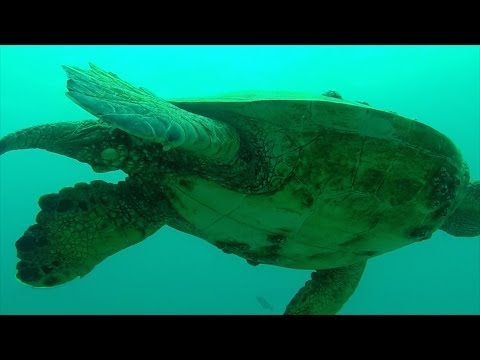 Oahu Scuba Diving with Sea Turtles and Tropical Fish Go Pro Video | BeatTheBush