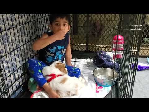 #Sriram #Goldendoodlepuppy #dog #Dogcrate Sriram putting Milo to sleep in his crate