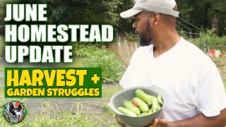 Backyard Homestead Update | June Harvests, Garden Struggles & Coop Upgrades