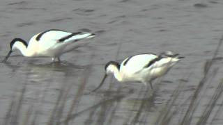 preview picture of video 'Avocets at Cley Marshes Nature Reserve - March 2015'