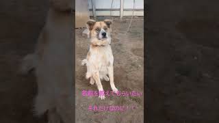 君の名前は！！ #music #犬 犬