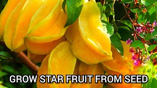 How to grow a carambola tree from seed | Grow star fruit tree from seeds