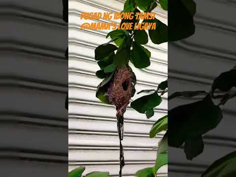 pugad ng napakaliit na ibon #tamsi #bird #ytshorts