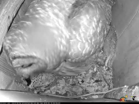 Barred Owl Brings Northern Flicker Into the Nest Box – April 16, 2018