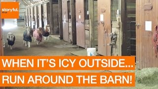 Mini horses race inside a barn