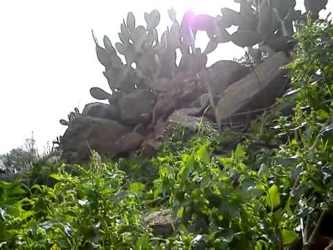 اشتباكات بين الجيش الحر و قوات النظام على حاجز المزارع في بلدة الزارة في تلكلخ في ريف حمص