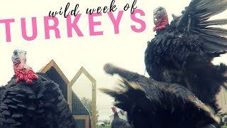 Wild Week in Turkey Husbandry