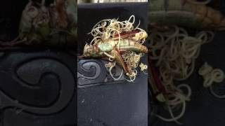 Grasshopper parasite