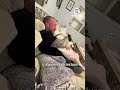 Perros, Gatos y más animales domésticos 1 Video thumbnail