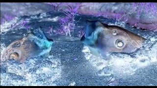 Ween - The Golden Eel (UNofficial Video)