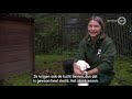 'Ze zaten allemaal onder de stront', gedumpte hondjes aan beterende hand