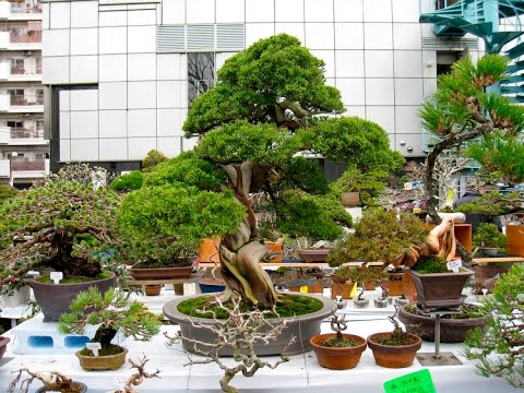 Ueno green club and Nippon Bonsai