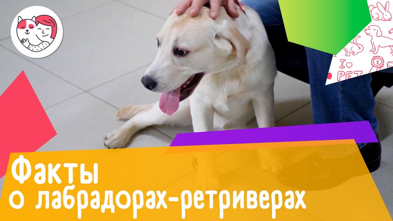 6 интересных фактов о лабрадорах-ретриверах