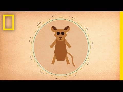 Madagascar's Mysterious Fossa | National Geographic