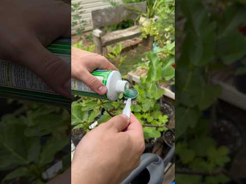 Fixing yellowing and dropping leaves on plants! Why your container fruit trees aren’t fruiting!