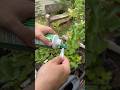 Fixing yellowing and dropping leaves on plants! Why your container fruit trees aren’t fruiting!