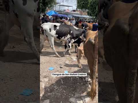 Tiangue de San Rafael Cedros #elsalvador