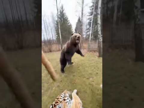 Unbelievable! He Returned to My House with His Mate and Cubs #puma #rescue #pov #loyalty