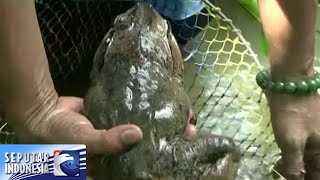 Download lagu Kodok Raksasa Dari Desa Naca [Sindo Pagi] [23 des 2015] mp3