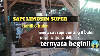 Download lagu kenali ciri sapi hamil 6 bulan || Limosin super hamil /bunting mp3