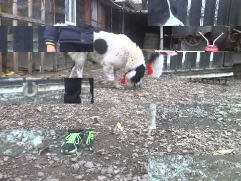 Ciobanesc De Bucovina (Alexandru Odobescu)