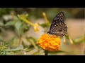 Ummai Vitta Yaarum Illa Cover Song Latest Worship Song