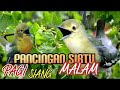 Pancingan Sirtu Paling Ampuh Dan Sukses Agar Cepat Gacor