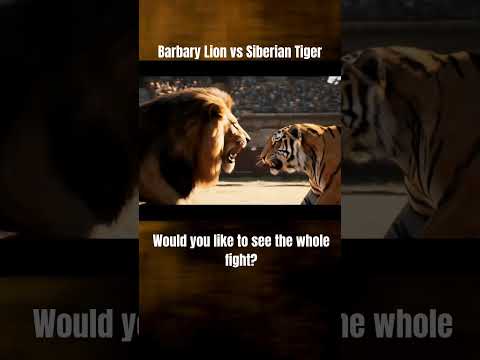 Barbary Lion vs Siberian Tiger - Like If You Like To See This Fight