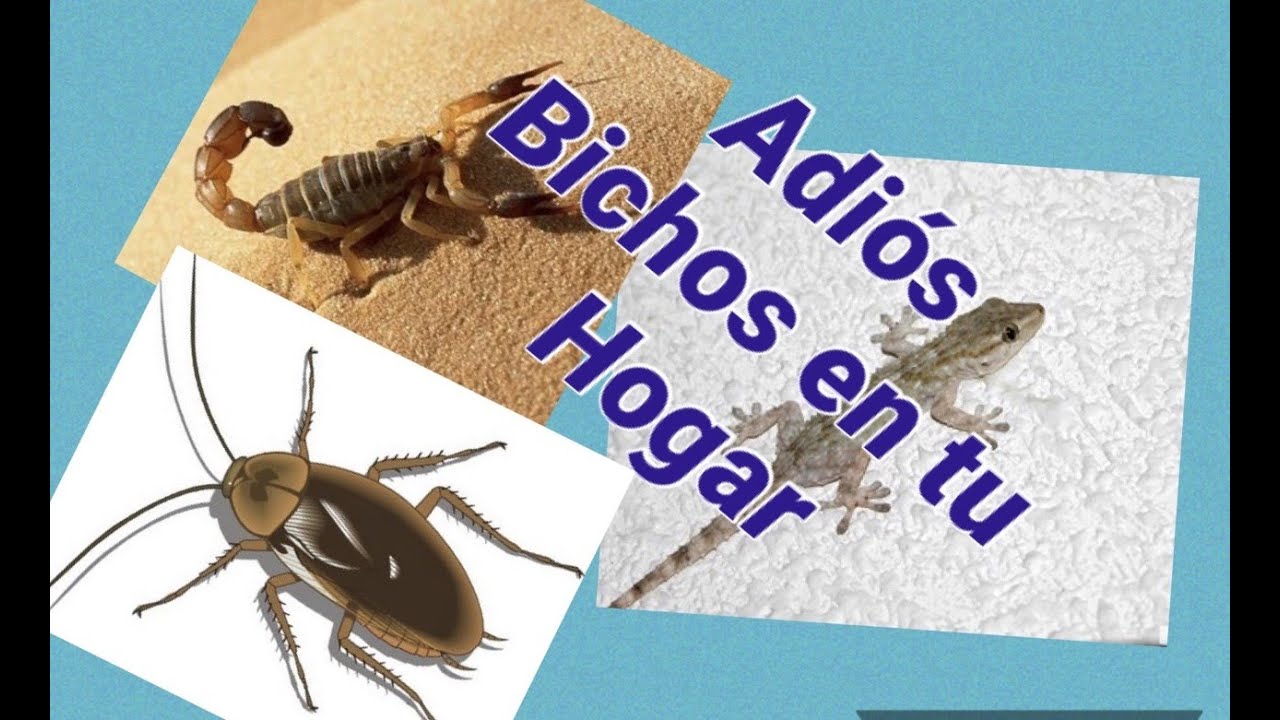 Cómo eliminar cucarachas, hormigas, lagartijas, grillos, alacranes de tu hogar / Elimina cucarachas