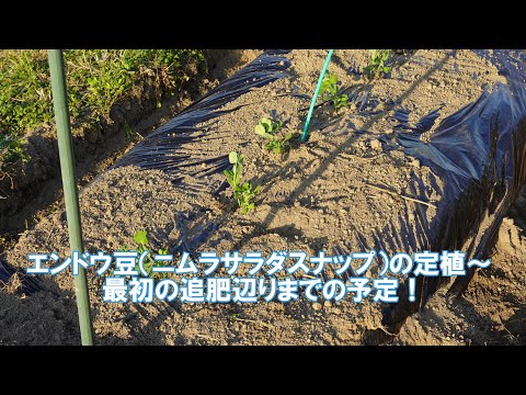 平らなエンドウ豆