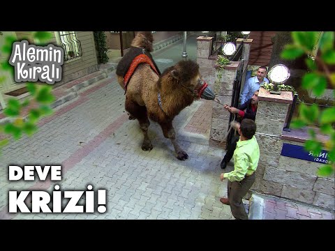Nereden çıktı bu deve? - Alemin Kralı 8. Bölüm