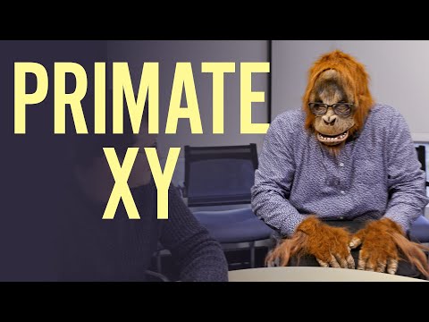 Primate XY