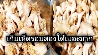 เก็บเห็ดรอบสองของปี2021ค่ะ