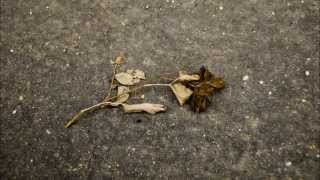 MOENIA ••|[ NO PUEDO ESTAR SIN TI ]|•• (analogue mix)