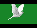 Dove Flying Green Screen Effects ️ Pigeon Bird Green Screen 4K Free Stock Video