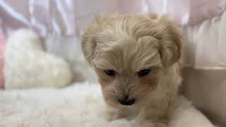 ハーフ犬の動画01