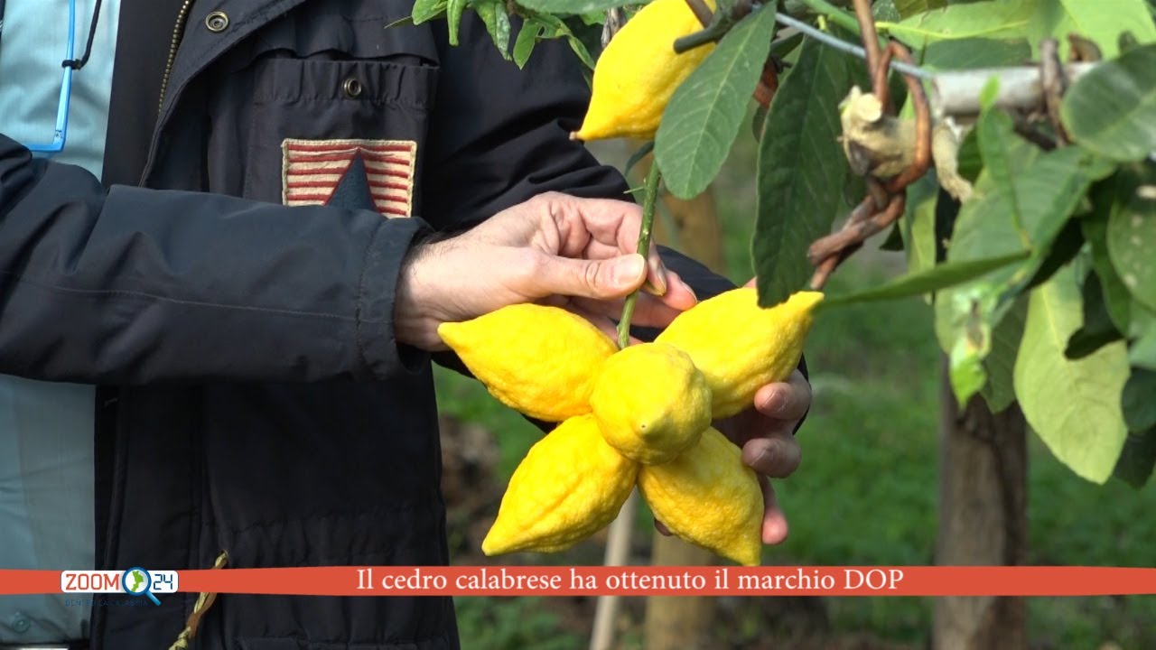 Il cedro calabrese ha ottenuto il marchio DOP (VIDEO)