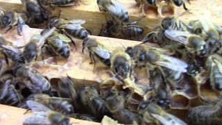 Always Put Your Bee Hives In Sheltered Places.. (Even If You Can't Find Them Later!)