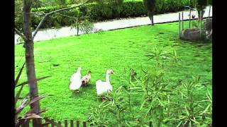 Laurel Moontulip - I Just Had a Boulder Fall On Me!