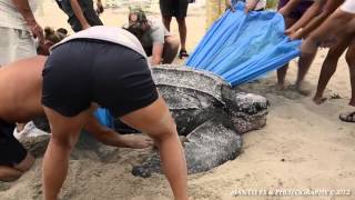 preview picture of video 'Part 3 of 7 - Leatherback Mama Turtle Rescue in Highland Beach, FL'