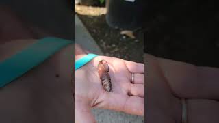 Download lagu Found a Hummingbird moth cocoon and it started moving around in my hand! Important pollinator! mp3 Download lagu Found a Hummingbird moth cocoon and it started moving around in my hand! Important pollinator! mp3