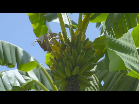 Fruit Hunting in Homestead, FL