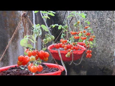 , title : 'The Best Way To Plant Hanging Upside Down Tomatoes | Growing Tomatoes'