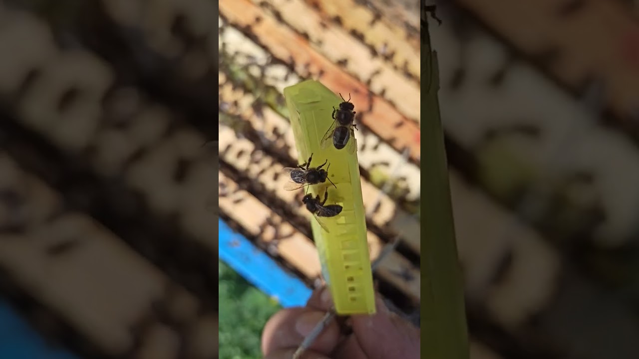 كيفية الاحتفاظ بالملكات داخل الخلايا 