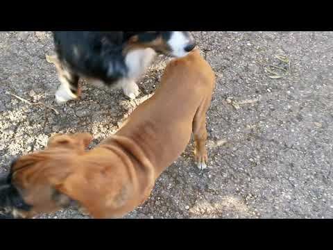Boxer puppy for sale