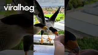 Sharing Treats With Wild Falcons at the Window || ViralHog