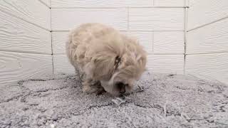 ハーフ犬の動画01