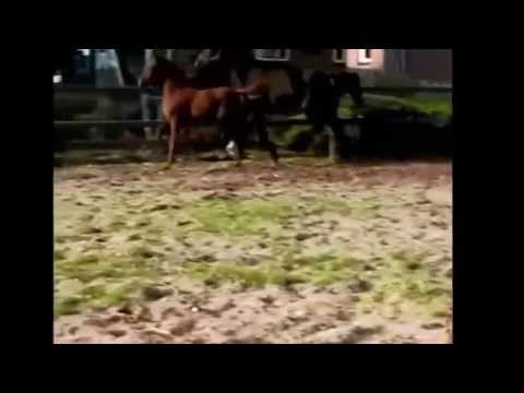 Donna Destano x Farewell 3