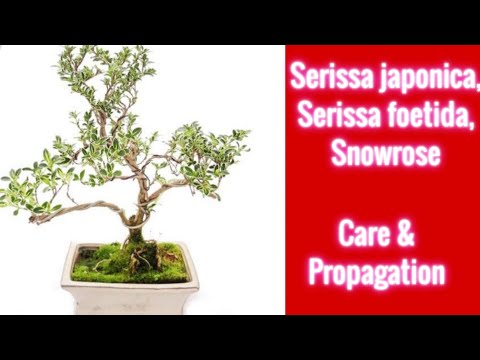 , title : 'Snowrose/ Serissa foetida/ Serissa Japonica, Best ornamental plant ever for bonsai'